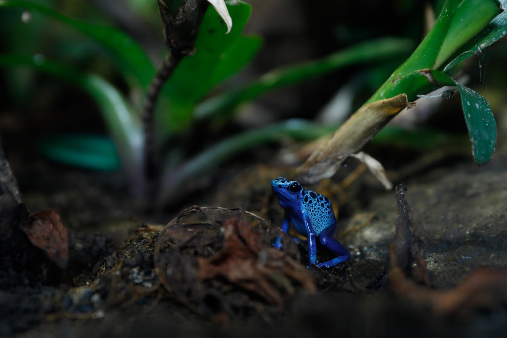 lue poison dart frog looking at the camera (eye-contact) IMAGE: Laura Moore (2023)